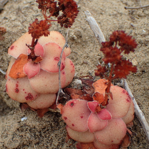 Crassula orbicularis