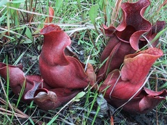 Sarracenia purpurea venosa