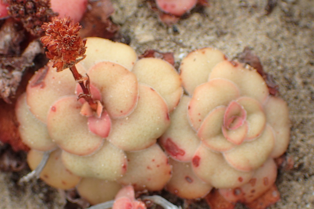 Crassula orbicularis 2