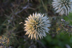 Echinops spinosissimus