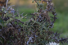 Echinops spinosissimus