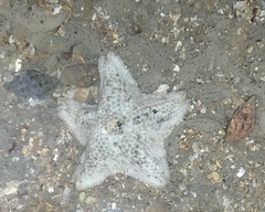 Aquilonastra