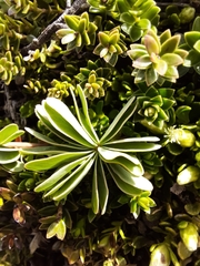 Oxalis enneaphylla