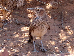 Certhilauda subcoronata