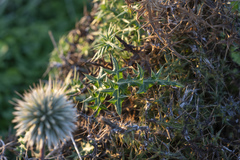 Echinops spinosissimus