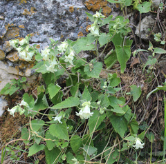 Campanula alliariifolia