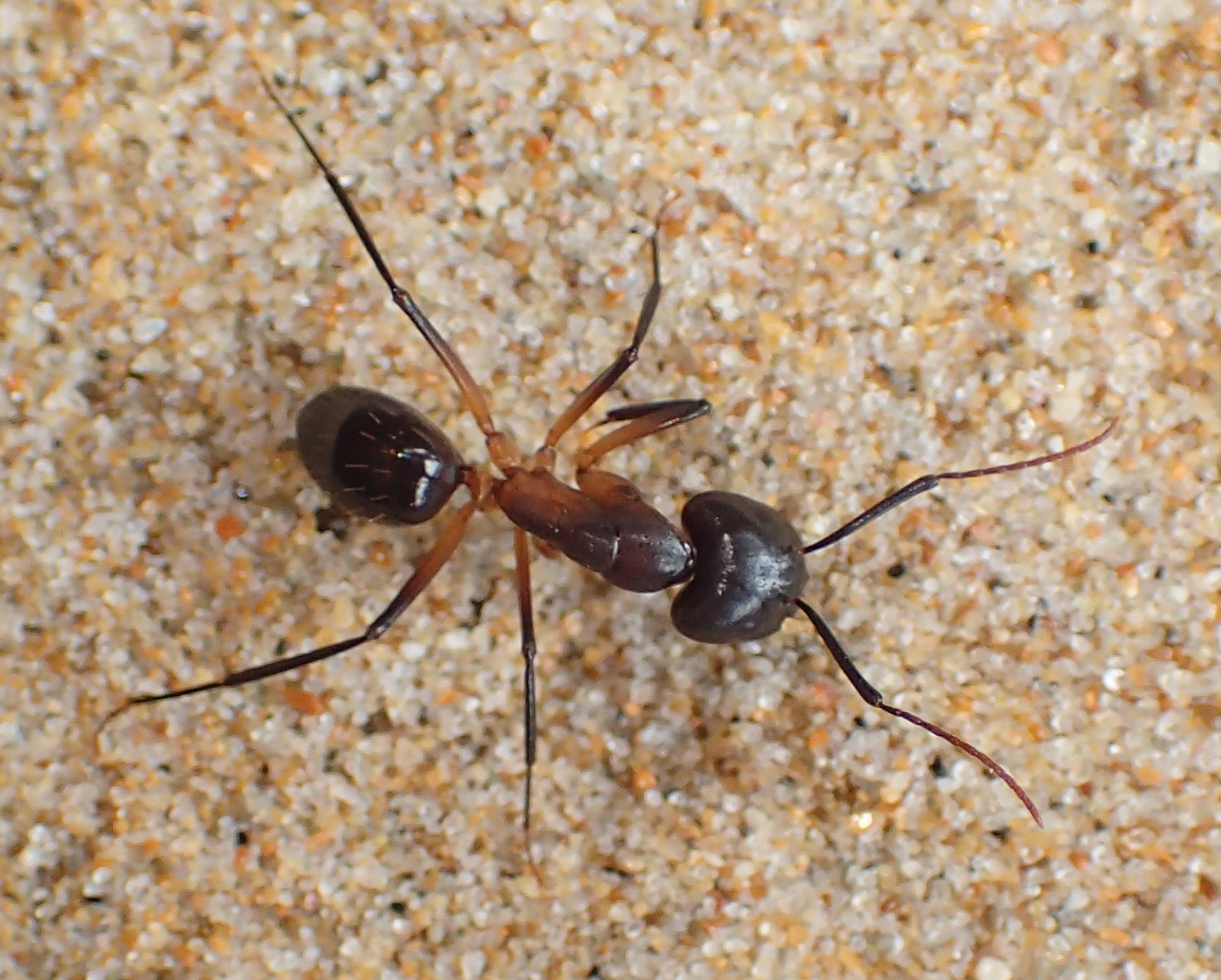 Camponotus baynei