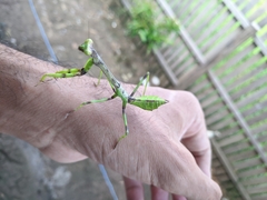 Stagmatoptera binotata