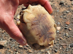 Psammobates tentorius