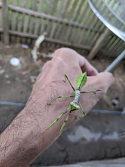 Stagmatoptera binotata