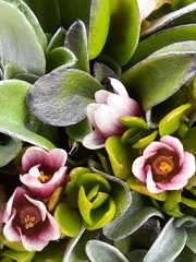 Lysimachia buxifolia