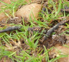 Cicindela calligramma