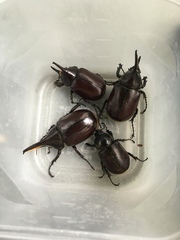 Coleoptera
