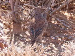 Certhilauda subcoronata