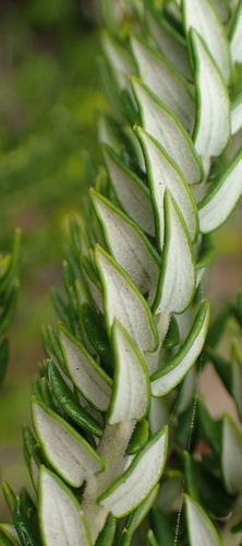 Image of Phylica litoralis by (c) Nicola van Berkel, some rights reserved (CC BY-SA)