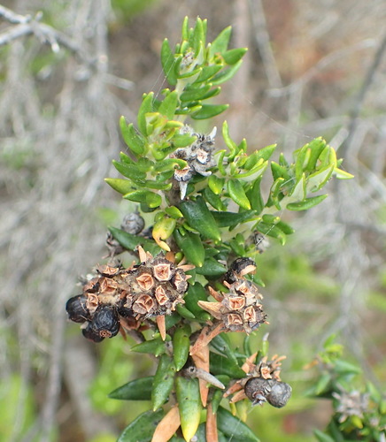 Image of Phylica litoralis by (c) Nicola van Berkel, some rights reserved (CC BY-SA)