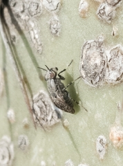Stictomyia longicornis
