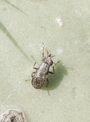 Stictomyia longicornis
