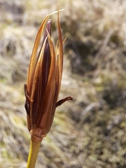 Marsippospermum grandiflorum