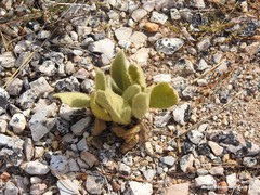 Verbascum rotundifolium