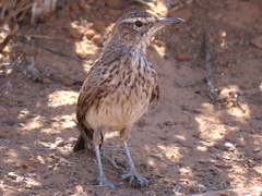 Certhilauda subcoronata