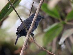 Thamnophilus unicolor