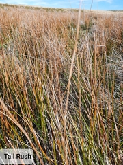 Marsippospermum grandiflorum