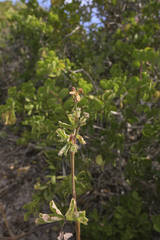 Pelargonium gibbosum