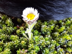 Erigeron incertus
