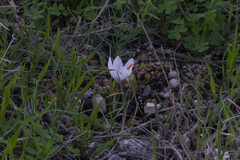 Crocus tournefortii