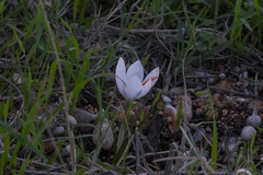 Crocus tournefortii