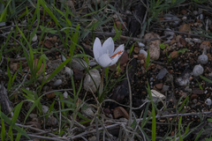 Crocus tournefortii
