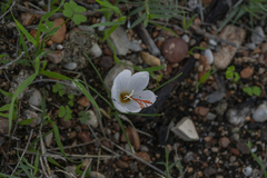 Crocus tournefortii