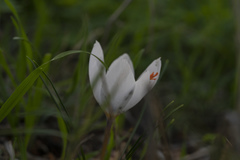 Crocus tournefortii