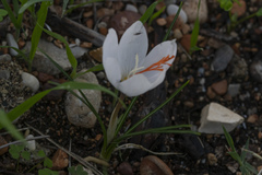 Crocus tournefortii
