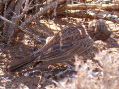 Certhilauda subcoronata