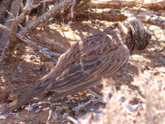 Certhilauda subcoronata