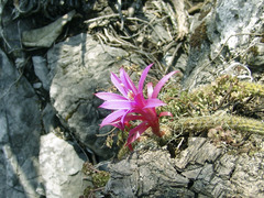 Aporocactus flagelliformis
