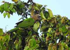 Deroptyus accipitrinus