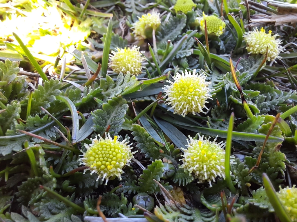 Buttonweed