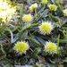 Leptinella scariosa - Photo (c) zellezoo, algunos derechos reservados (CC BY-NC)