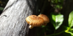 Heliocybe
