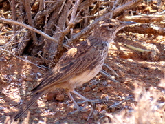 Certhilauda subcoronata