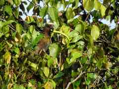 Deroptyus accipitrinus