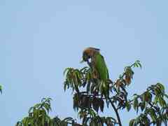 Deroptyus accipitrinus