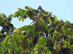 Deroptyus accipitrinus