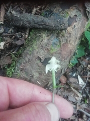 Disperis lindleyana
