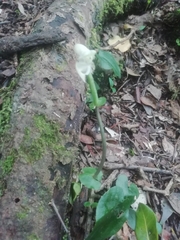 Disperis lindleyana