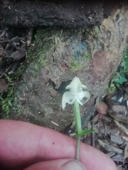Disperis lindleyana