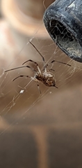 Latrodectus geometricus